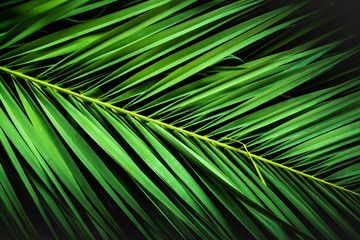 tropical palm leaves, jungle leaf floral background