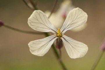 Raphanus raphanistrum wild radish relative plant of the domestic radish with beautiful delicate cream white flowers that bloom in early spring or as now in the middle of winter