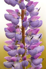 Lupinenbl&uuml;te 