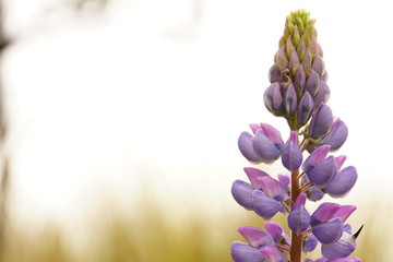 Lupinenbl&uuml;te 