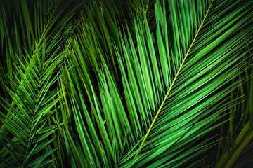 tropical palm leaves, jungle leaf floral background
