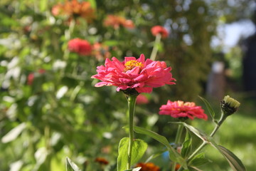 pink flower in the garden 