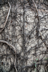 halloween old wall plant creeper old backgrounds