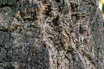 Close-up of bark cork oak tree (Quercus suber) in Massandra landscape park in Crimea. Rich colorful texture as natural background for any design.