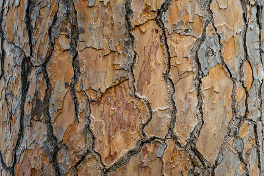 Bark of Italian Stone pine (Pinus pinea). The brown bark texture of old tree as original natural texture for background. Nature concept for design. Selective focus