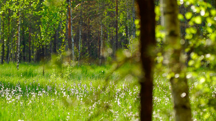 Eriophorum vaginatum, hare's-tail cottongrass, tussock cottongrass, or sheathed cottonsedge