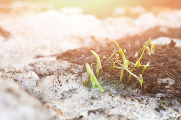 young green shoots leaves of flowers in early spring in land in rays of dawn. concept hello spring postcard