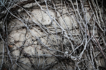 halloween old wall plant creeper old backgrounds