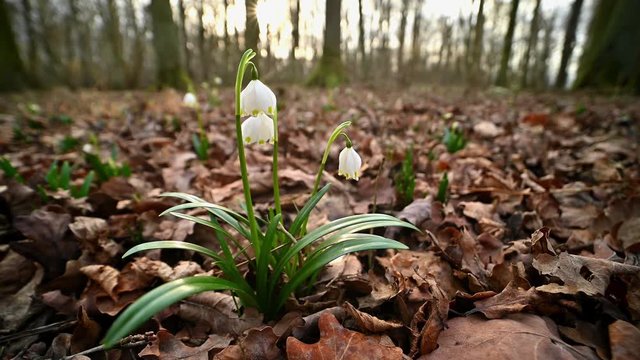 Spring snowflake flower, Leucojum vernum flower in the forest, spring flower, close up, natural environment, wild flower