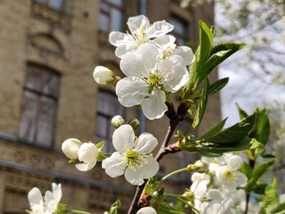 Cherry flowers