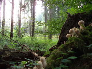Mushrooms, Pilze