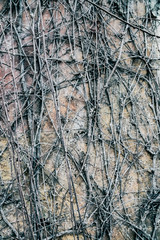 halloween old wall plant creeper old backgrounds