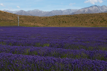 Obraz premium Wind turbine and solar panel in a lavender farm near Twizel on South Island of New Zealand