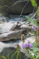 Holz,Fluss