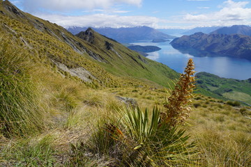 Lake Wanaka Bergbesteigung mit Blick auf den See 