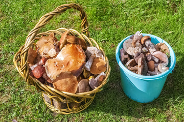 Mushrooms in a basket.