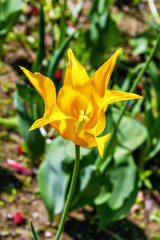 Yellow Narcissus flower.