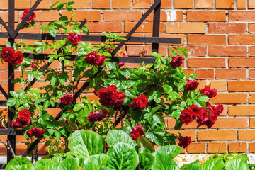 Decorative red roses.