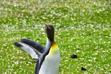 King Penguin