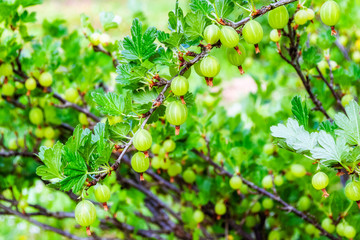Green gooseberry fruit.