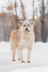 adorable mixed breed dog posing outdoors winter