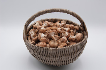 basket with fresh forest mushrooms