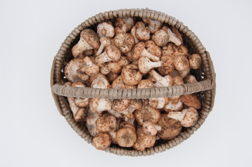 basket with fresh forest mushrooms