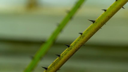Close up of thornes on the branch of a plant
