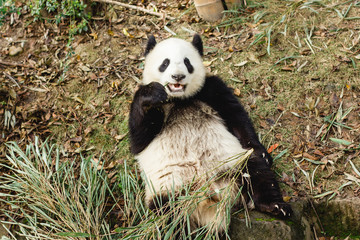 Giant Panda bear. Happy animal eating. Jungle wildlife background. Big funny Panda having dinner in...