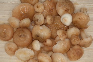 boiled fresh forest autumn mushrooms