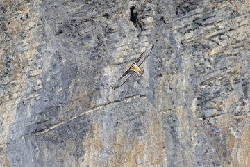 An adult Bearded vulture soaring in front of the Swiss Alps at high altitude.
