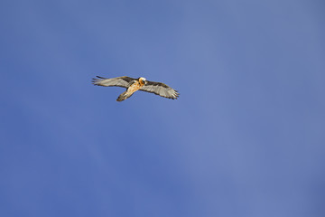 An adult Bearded vulture soaring at high altitude infront of a blue sky in the Swiss Alps.