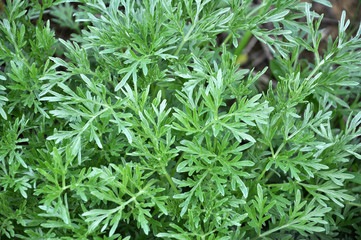 Bitter wormwood (Artemisia absinthium) bush grows in nature