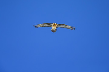 An adult Bearded vulture soaring at high altitude infront of a blue sky in the Swiss Alps.