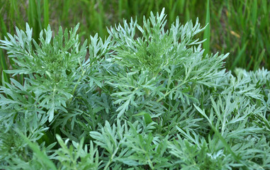 Bitter wormwood (Artemisia absinthium) bush grows in nature - obrazy, fototapety, plakaty