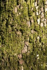 corteccia