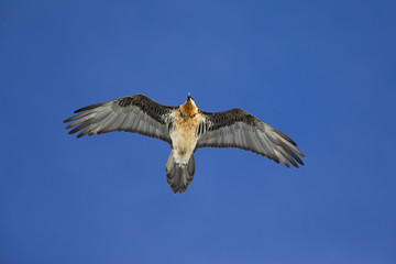 An adult Bearded vulture soaring at high altitude infront of a blue sky in the Swiss Alps.