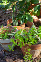 Beautiful background with green plants and plant pots. Fresh garden full of nature and wild plants