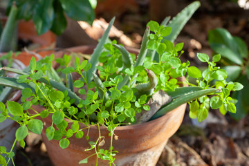 Beautiful background with green plants and plant pots. Fresh garden full of nature and wild plants