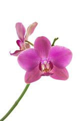 Beautiful pink Orchid flower on stem isolated on white background