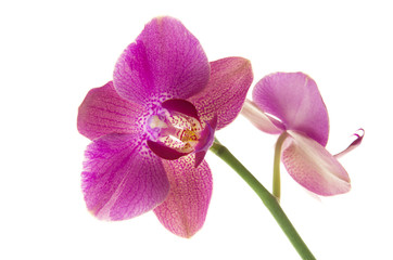 Fototapeta na wymiar Beautiful Orchid flower on stem isolated on white background