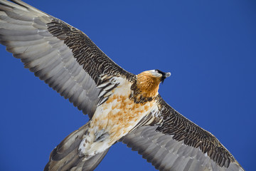 An adult Bearded vulture soaring at high altitude infront of a blue sky in the Swiss Alps.