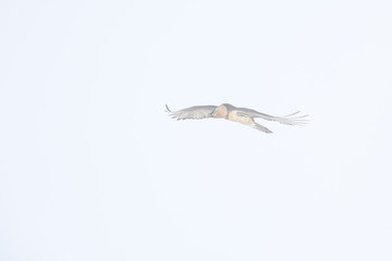 An adult Bearded vulture soaring at high altitude infront of a cloudy sky in the Swiss Alps.	