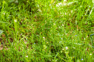 Beautiful background with green plants and plant pots. Fresh garden full of nature and wild plants