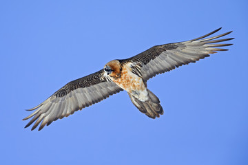 An adult Bearded vulture soaring at high altitude infront of a blue sky in the Swiss Alps.