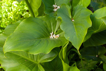 Obraz premium Beautiful background with green plants and plant pots. Fresh garden full of nature and wild plants