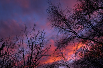 Sunset with blue and orange sky and tree silhouette