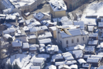 An adult Bearded vulture soaring above a village in the the Swiss Alps at high altitude.