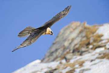 An adult Bearded vulture soaring at high altitude infront of a blue sky in the Swiss Alps.