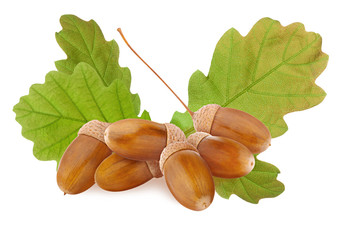 Acorn isolated. Small group of ripe brown acorns and green oak tree leaves cut out and isolated on...